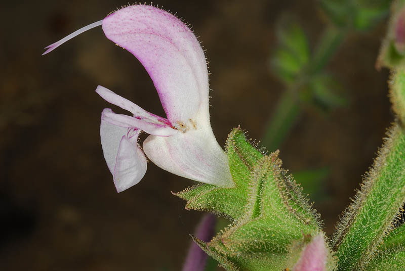 Imagem de Salvia hierosolymitana Boiss.