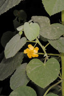 Image of Florida Keys Indian mallow