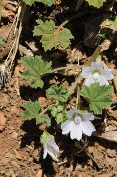 Image of common mallow