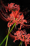 Imagem de Lycoris radiata (L'Hér.) Herb.