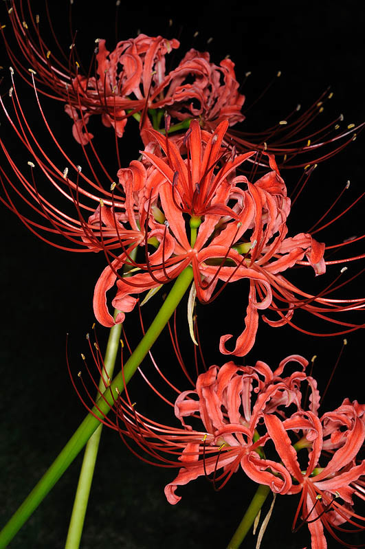 Image of red spider lily