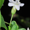 Image of Lycium depressum Stocks