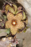 Image of <i>Caralluma europaea</i>