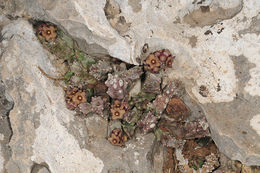 Image of <i>Caralluma europaea</i>