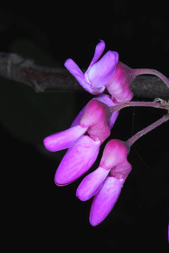 Image of Judas-tree