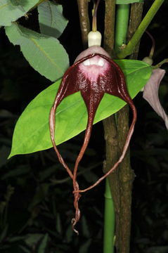 Image of Aristolochia tricaudata Lem.