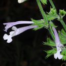 Image of Salvia aurita L. fil.