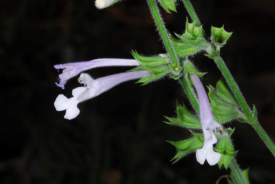 Image of Salvia aurita L. fil.