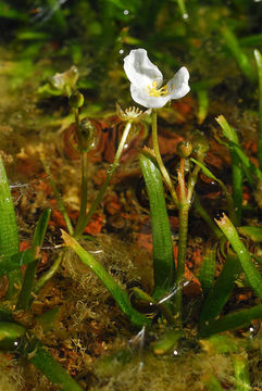 Image of Narrowleaf Water-plantain