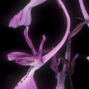 Image of Orchis troodi (Renz) P. Delforge