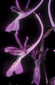 Image de Orchis troodi (Renz) P. Delforge