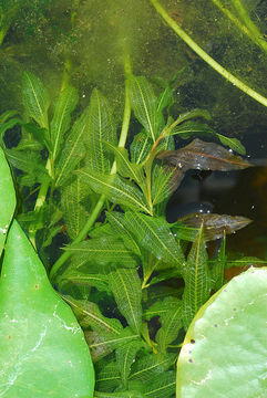 Image of Shining Pondweed