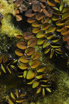 Image of floating watermoss