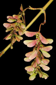 Plancia ëd Acer nipponicum Hara