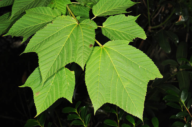 Image of Nippon maple