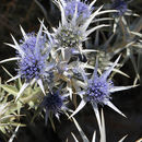 Imagem de Eryngium bourgatii Gouan