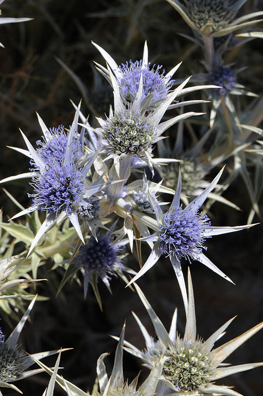 Imagem de Eryngium bourgatii Gouan