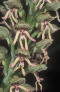 Orchis galilaea (Bornm. & M. Schulze) Schltr. resmi