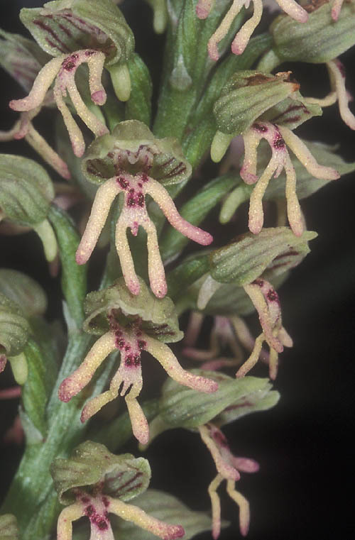 Orchis galilaea (Bornm. & M. Schulze) Schltr. resmi