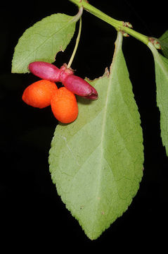 Image of Burning Bush