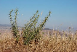 Eryngium glomeratum Lam. resmi