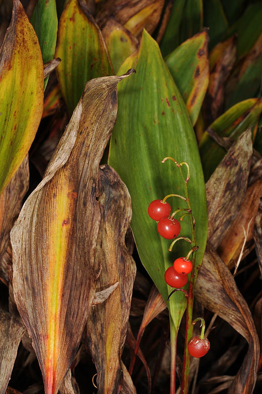 Image of Convallaria keiskei Miq.