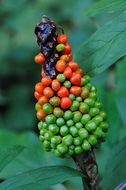 Image of Arisaema serratum (Thunb.) Schott