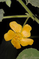 صورة Abutilon hirtum (Lam.) Sweet