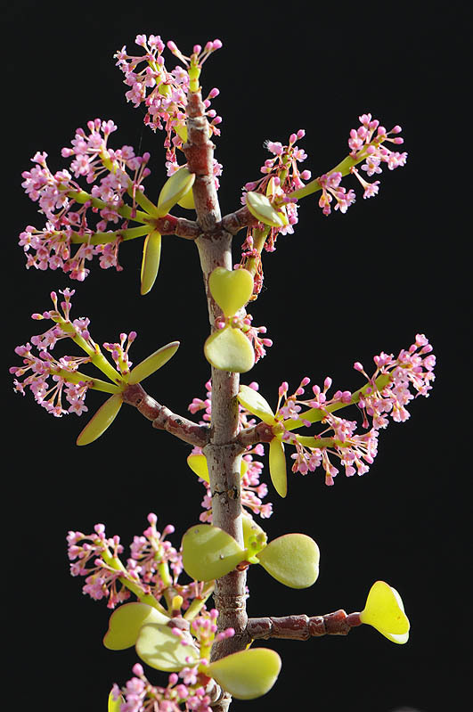 Image of elephant bush