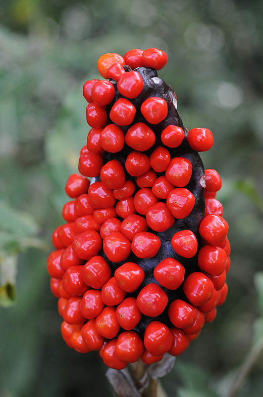 Image of Arisaema serratum (Thunb.) Schott