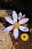 Image of Crocus hermoneus Kotschy ex Maw