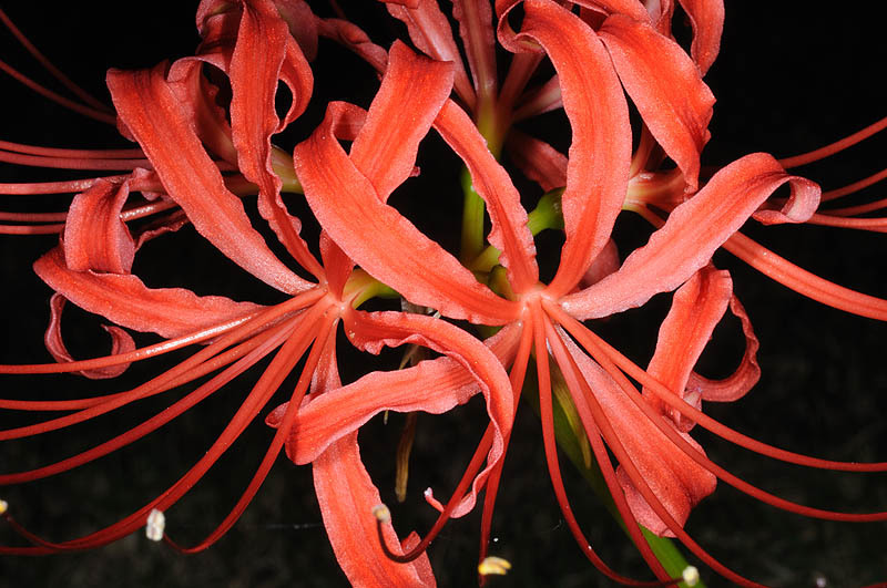 Image of red spider lily