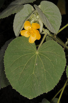 صورة Abutilon hirtum (Lam.) Sweet