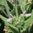 Image of Stachys ehrenbergii Boiss.