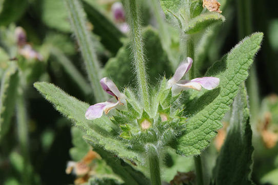 Image of Stachys ehrenbergii Boiss.