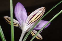 Image of Corsican crocus