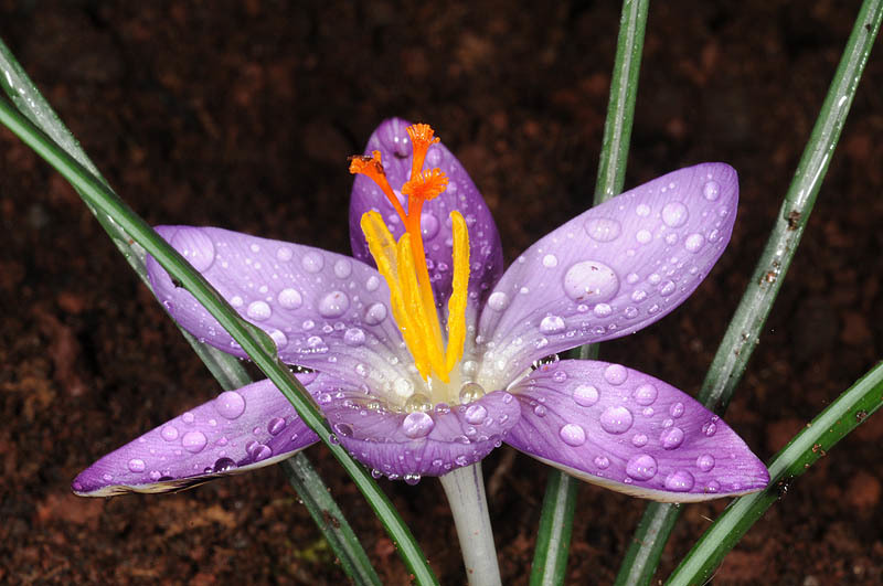 صورة Crocus corsicus Vanucchi