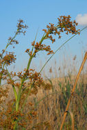 Image of Fen Sedge