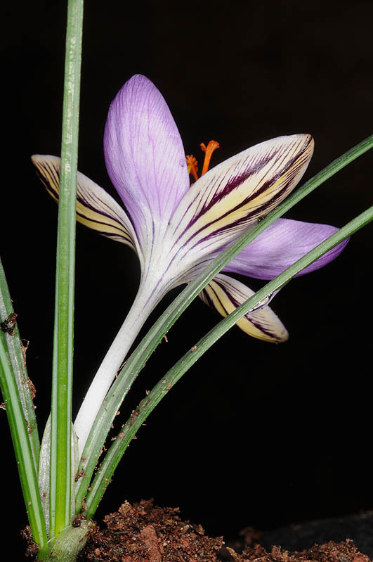 Image of Corsican crocus