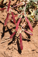 Image de lotier corniculé