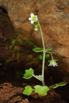 Image of Saxifraga hederacea L.