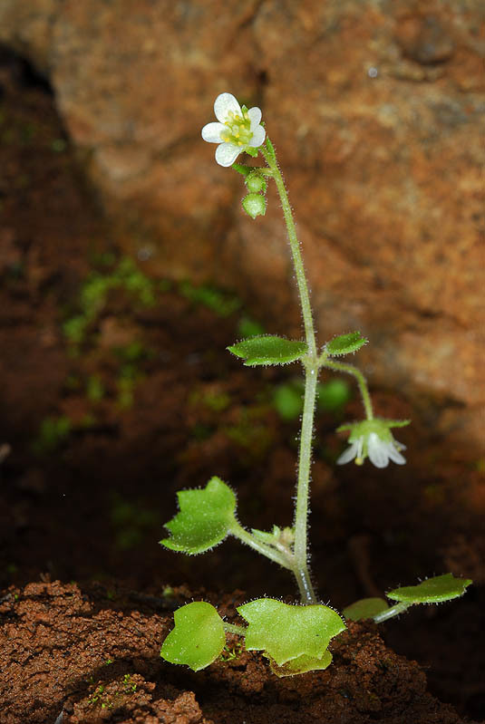 Sivun Saxifraga hederacea L. kuva