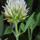 Image of shield clover