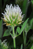 Imagem de Trifolium scutatum Boiss.