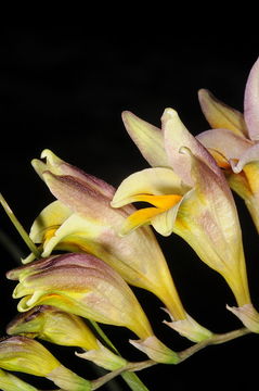 Image of Freesia refracta (Jacq.) Klatt