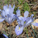 Image de Iris histrio Rchb. fil.