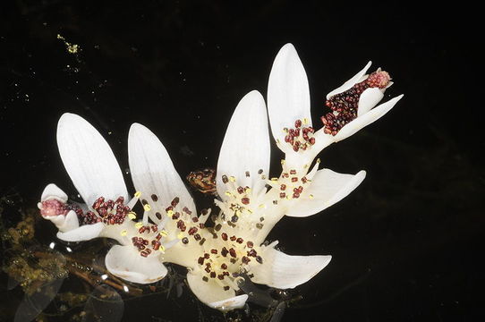 Image of Cape pondweed