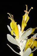 صورة Eremophila glabra (R. Br.) Ostenf.