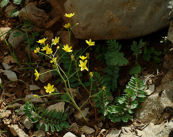 Image of Bongardia chrysogonum (L.) Sp.