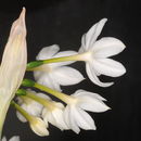 Image of paperwhite narcissus